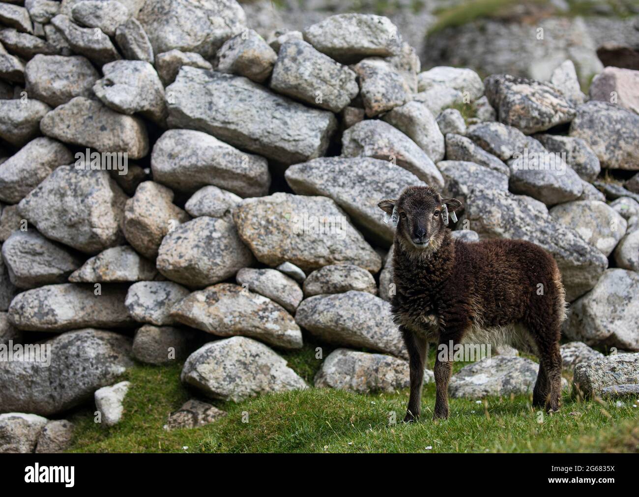 Soay feral Sheep on Hirta, St Kilda, Scotland Stock Photo Alamy