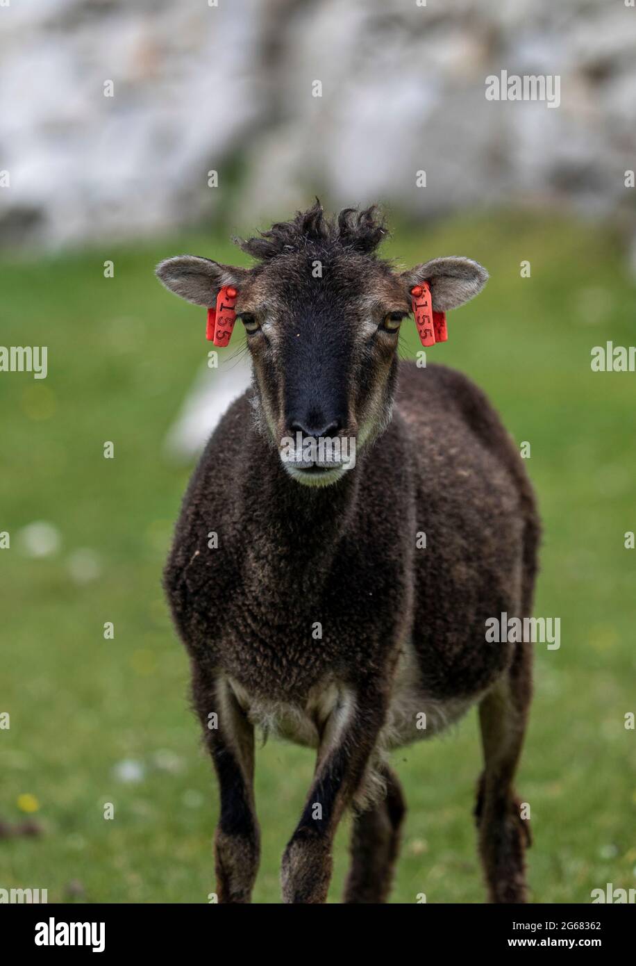 Soay feral Sheep on Hirta, St Kilda, Scotland Stock Photo Alamy