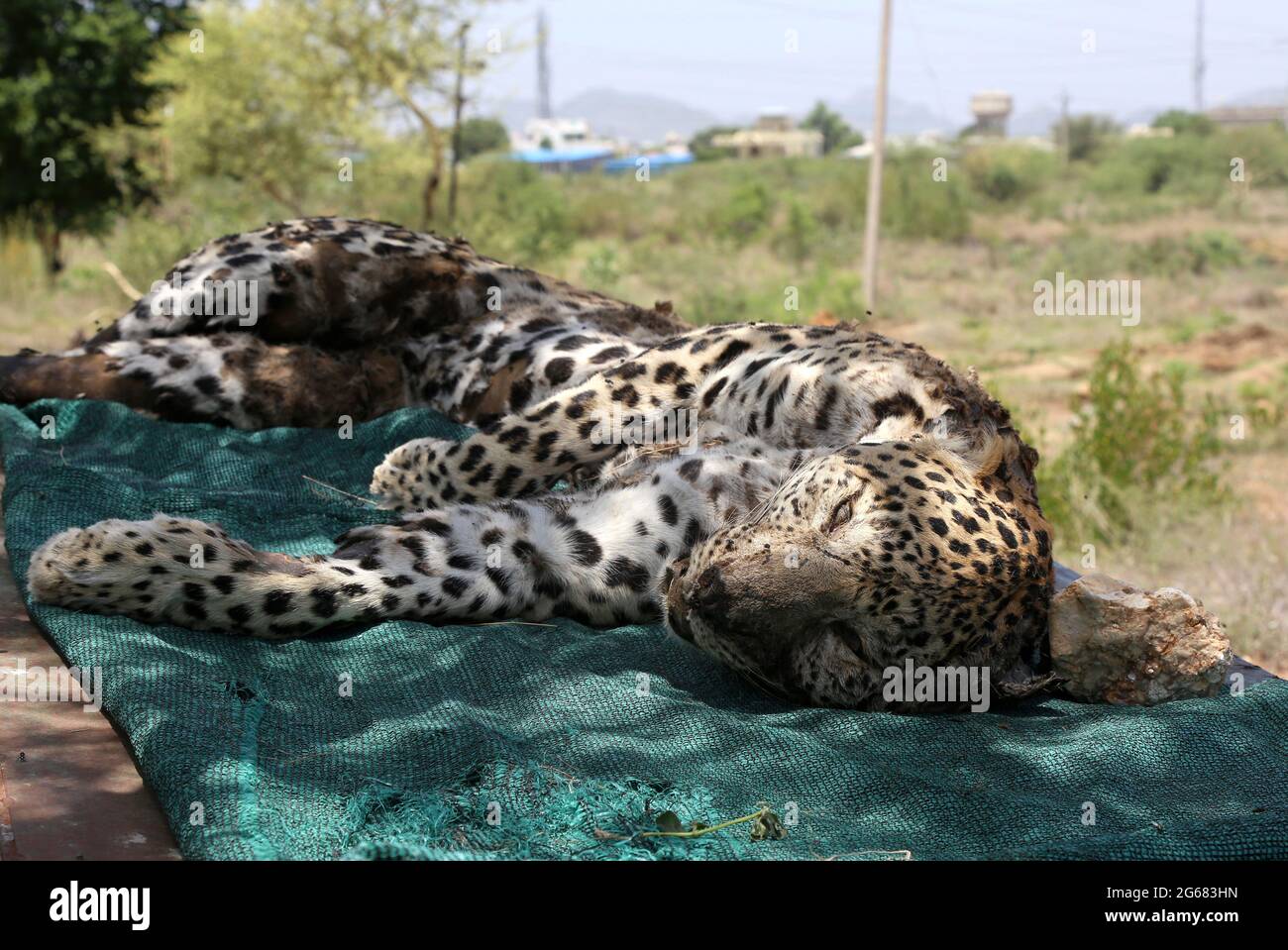 Beawar, India. 01st July, 2021. (7/1/2021) Dead body of adult female panther at forest office in Beawar, found at entrance of a cave on mountain in a village. After postmortem, Doctor told that panther was five to six years old. She was died four to five days ago. Her stomach was empty, so she died due to hunger and thirst. Dead panther was cremated according to Hindu rituals. Panther is dying day by day due to lack of protection in India. (Photo by Md Niamul Hossain Rifat/Pacific Press/Sipa USA) Credit: Sipa USA/Alamy Live News Stock Photo