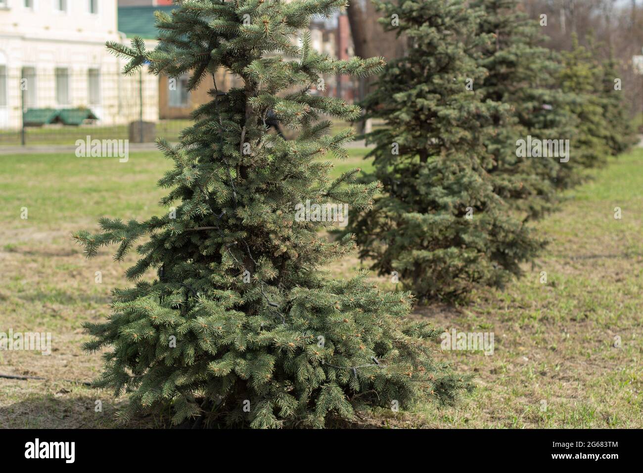 Christmas trees stand in a row. Planted trees. A hedge made of plants. Planted spruce alley