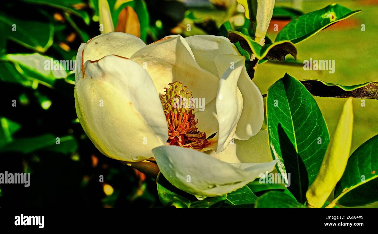 Magnolia grandiflora bloom hi-res stock photography and images - Alamy
