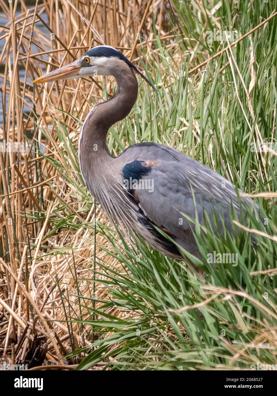 A lone great blue heron hunts for food at a local pond near Flagstaff, AZ. Stock Photo