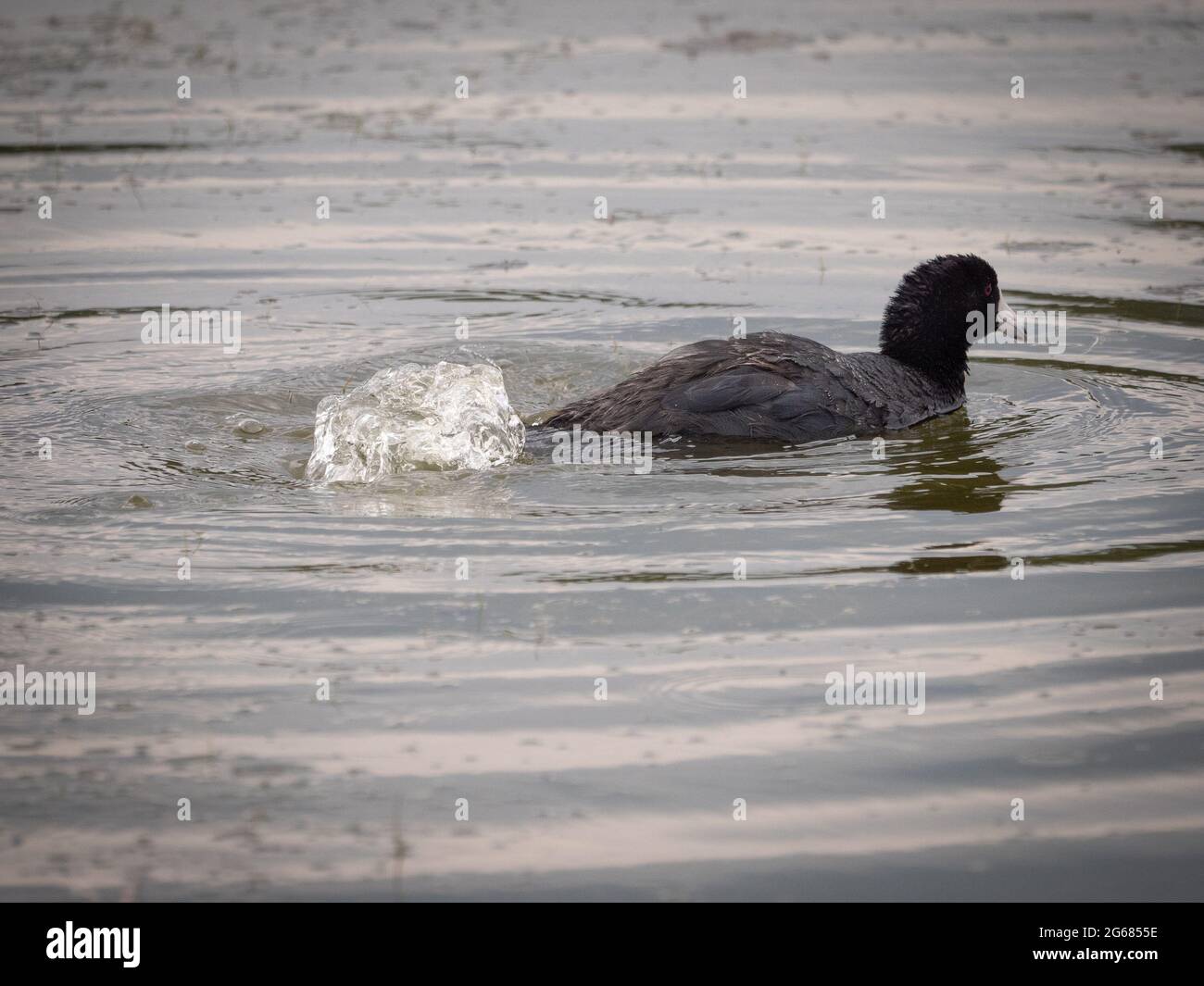 A lone coot swims in a local pond near Flagstaff, AZ. Stock Photo