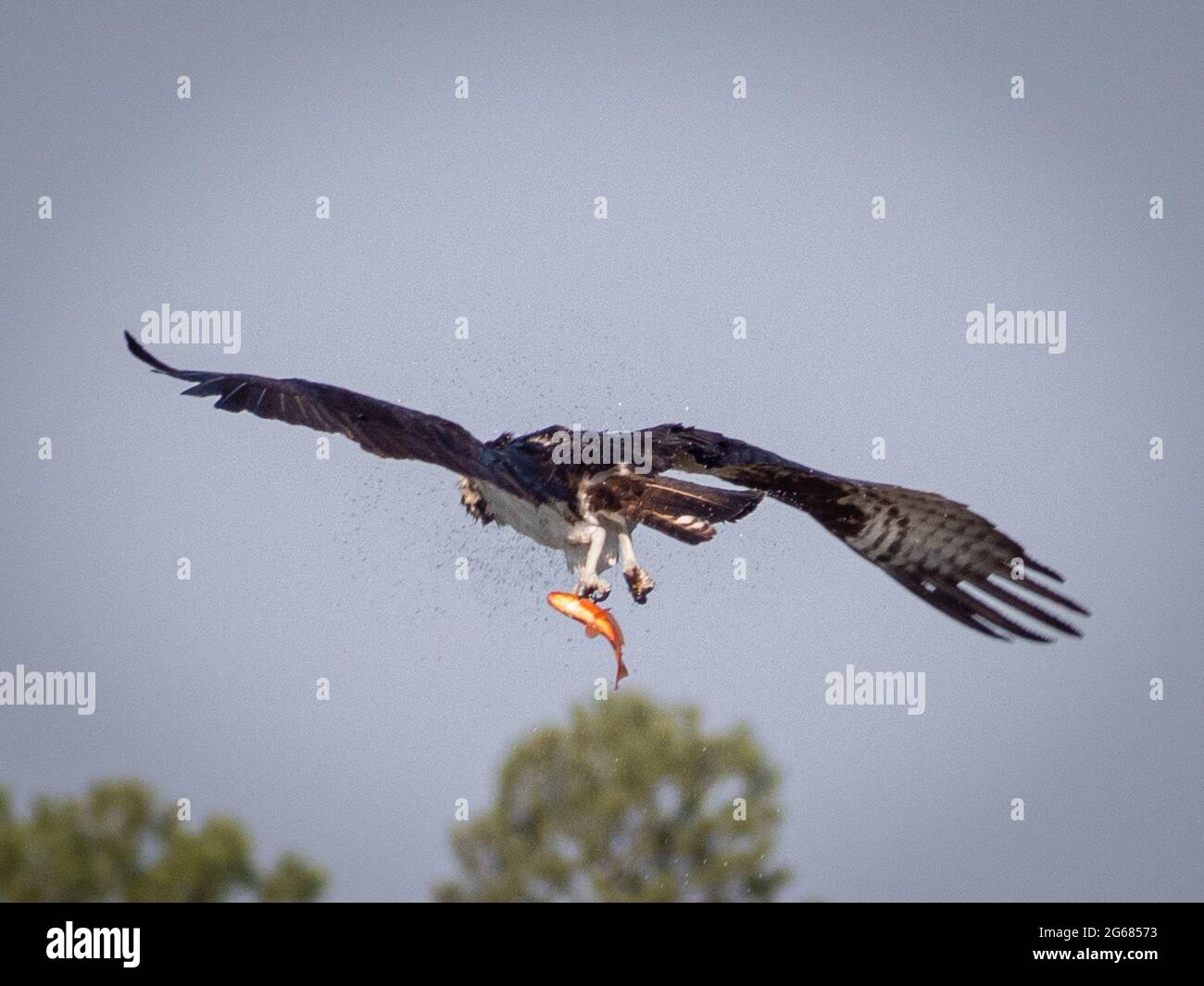 A single osprey flys off with a large goldfish in it's talons near Flagstaff, AZ Stock Photo