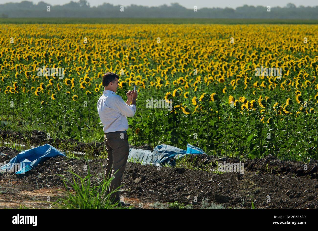Sacramento, USA. 05th July, 2013. Erik Vink with The Trust For Public Land photographs a Yolo County sunflower field in 2013. Sunflower blooming season is here again and there are several ways you can safely view the flowers. (Photo by Randall Benton/Sacramento Bee/TNS/Sipa USA) Credit: Sipa USA/Alamy Live News Stock Photo