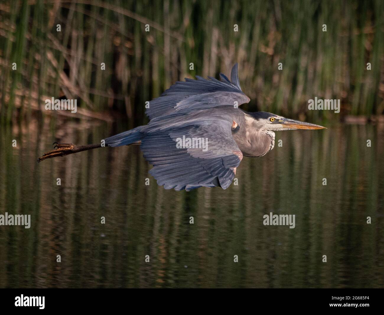 A great blue heron flying above a pond with reeds in the background. Stock Photo