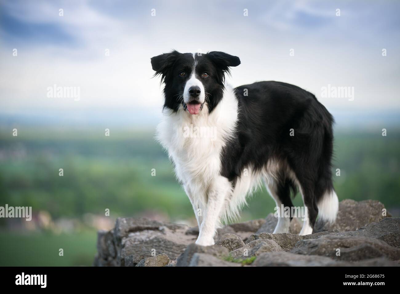Black and white dog standing Stock Photo - Alamy, image size:1300x956