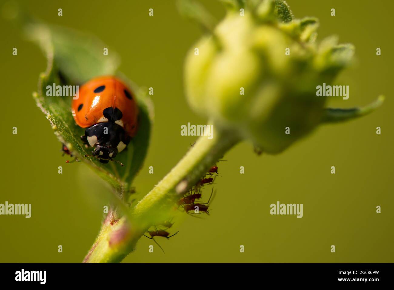 A ladybug resting on the leaf of a wildflower. Coccinellidae Stock