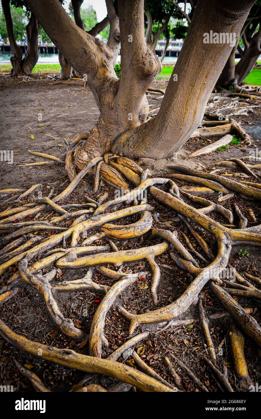 Banyan trees with their tangled, aerial and buttressing roots mesmerize ...