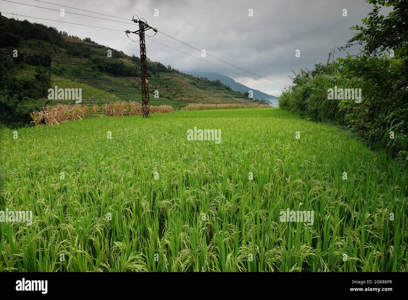 China south yunnan rice fields hi-res stock photography and images - Alamy