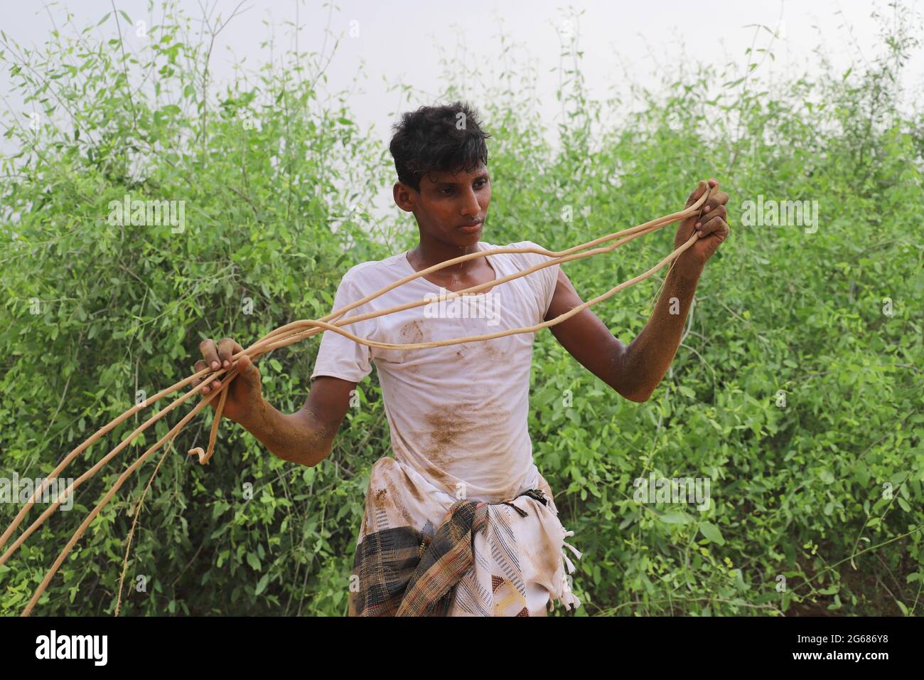 Hajjah, Hajjah Province. 1st July, 2021. A man collects the roots of