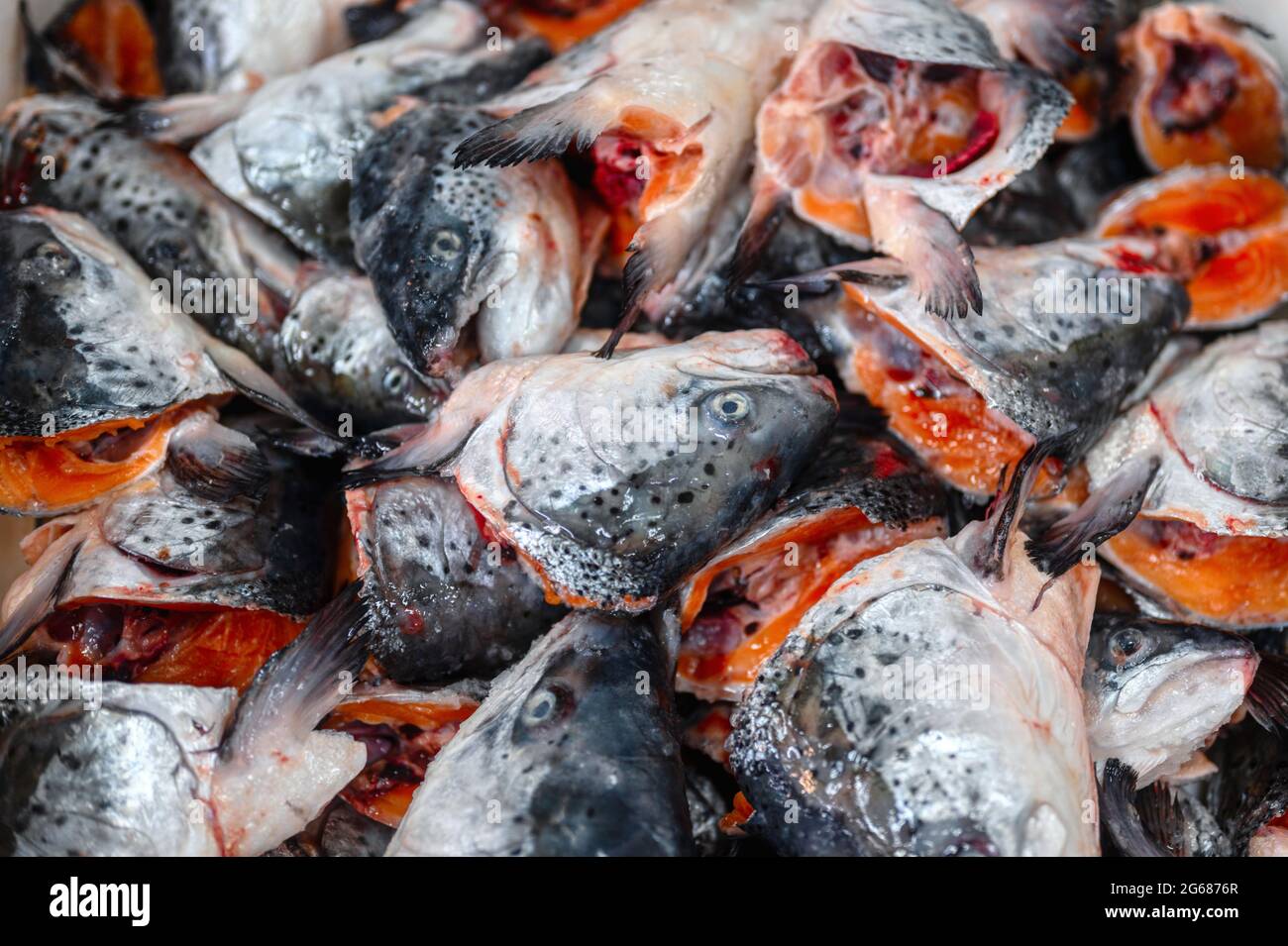 Many cut off heads of trout and salmon, close-up. The heads are in a big heap. Stock Photo