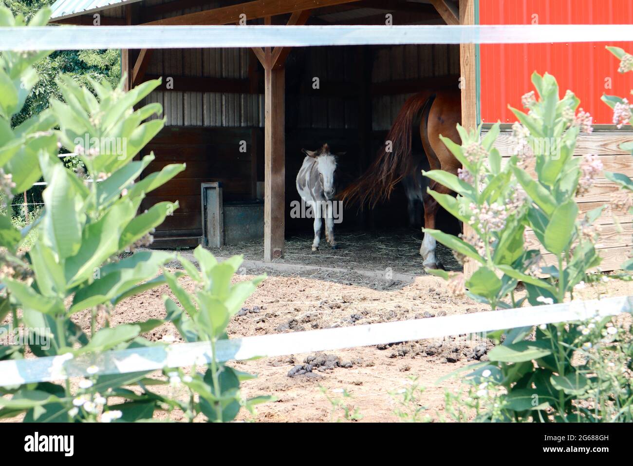 donkey and horse framed by an electric fence from local Wisconsin