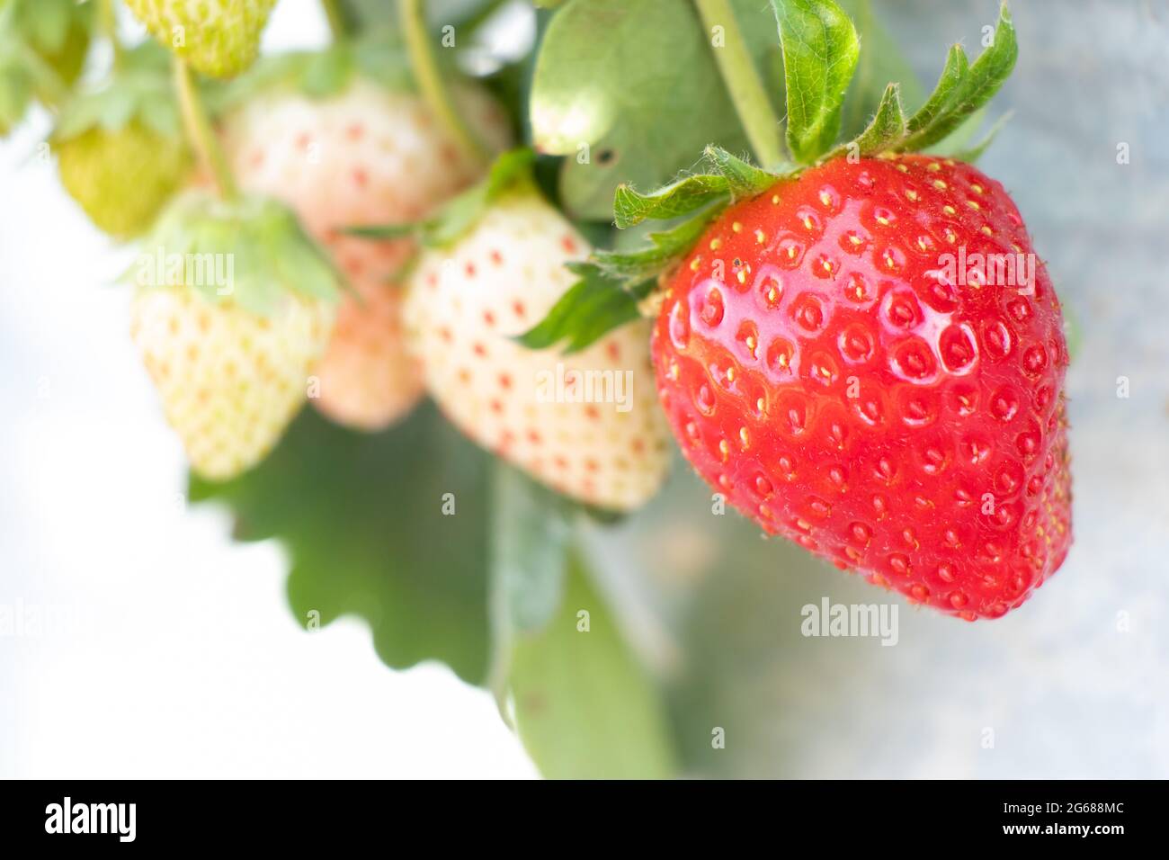 Closed up of red strawberry fruit background Stock Photo - Alamy