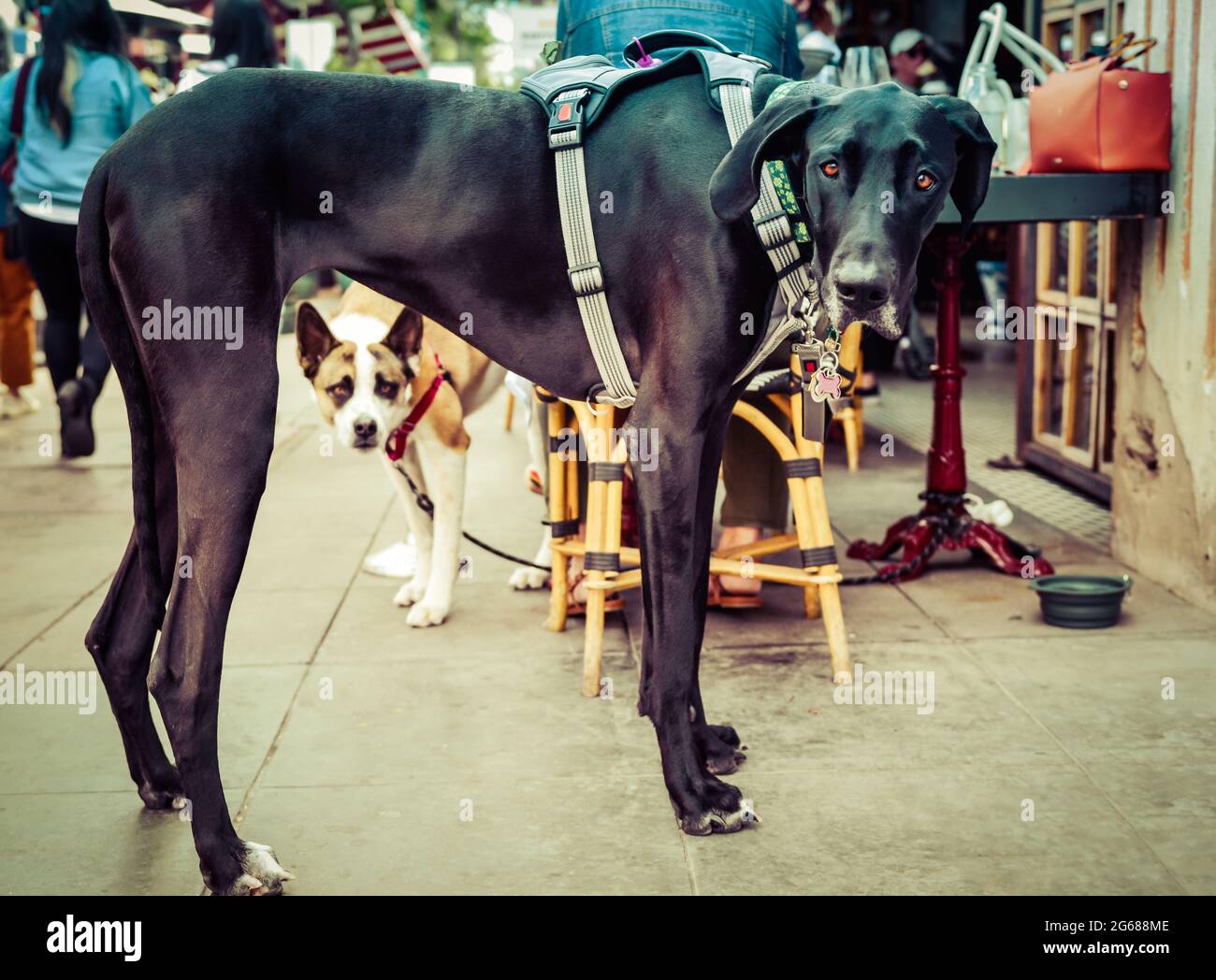 A friendly stare from a large, muscular black Great Dane dog tied up at bistro table on sidewalk with smaller dog staring from underneath, San Diego Stock Photo