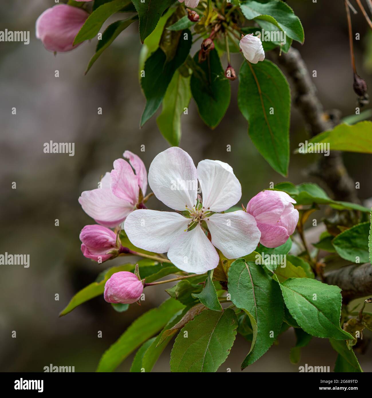 Spring blossoms on an apple tree in the English Gardens, Assiniboine Park, Winnipeg, Manitoba, Canada. Stock Photo