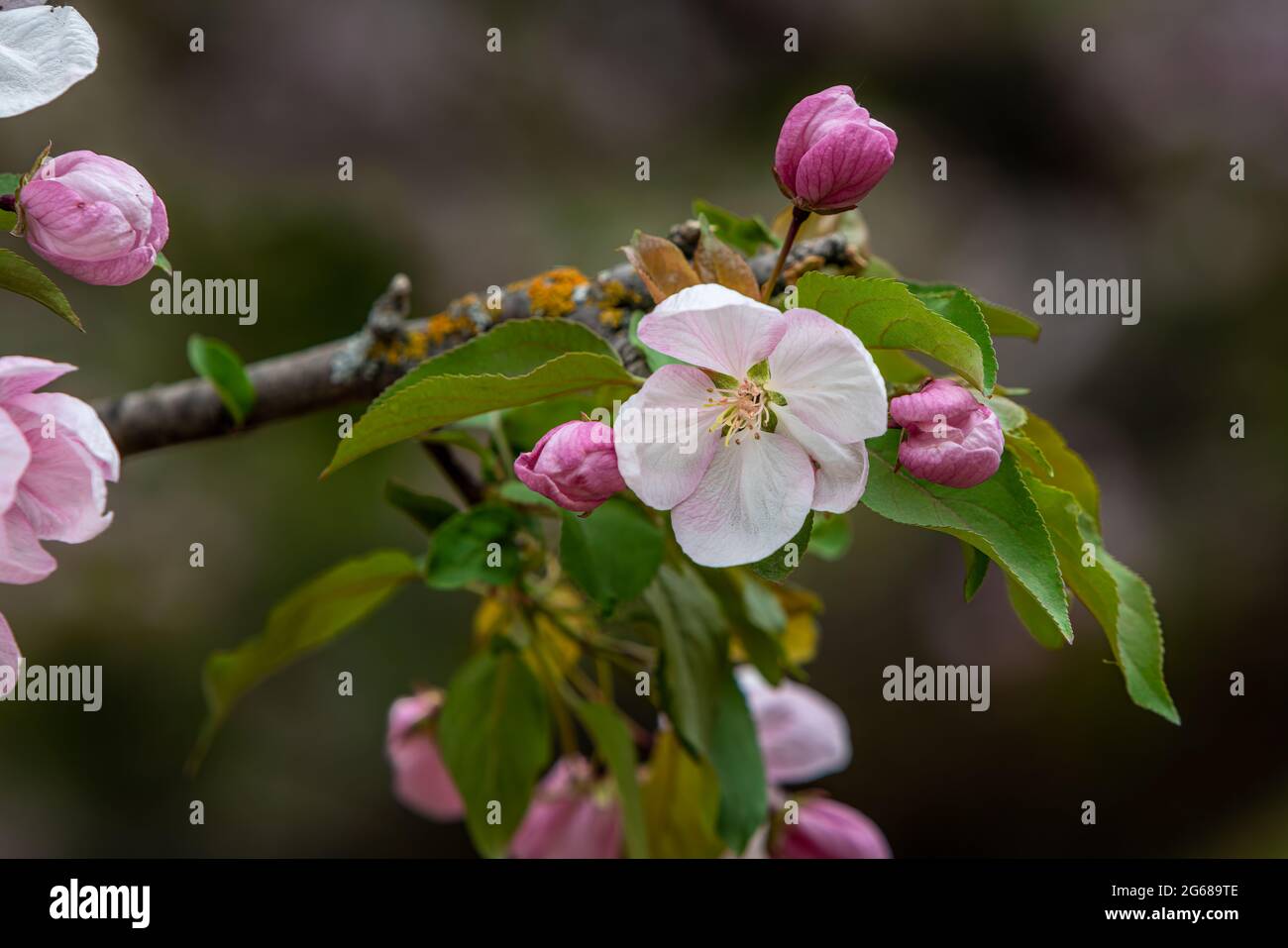 Spring blossoms on an apple tree in the English Gardens, Assiniboine Park, Winnipeg, Manitoba, Canada. Stock Photo