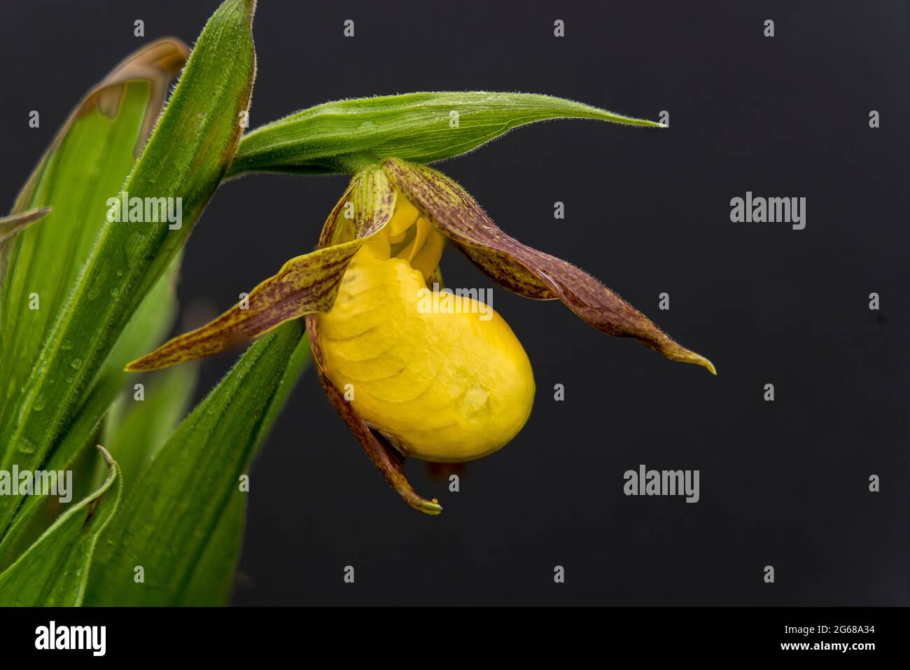 The small yellow lady's slipper blooming in the Discovery Nature Sanctuary in Winkler, Manitoba, Canada. Stock Photo