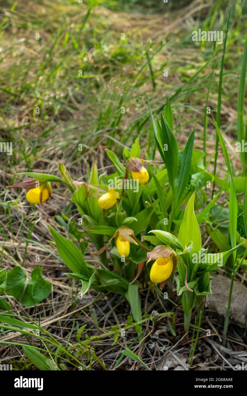 The small yellow lady's slipper blooming in the Discovery Nature Sanctuary in Winkler, Manitoba, Canada. Stock Photo