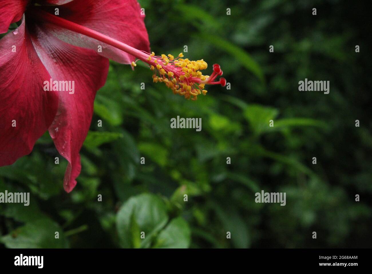 Jaba flower Stock Photo