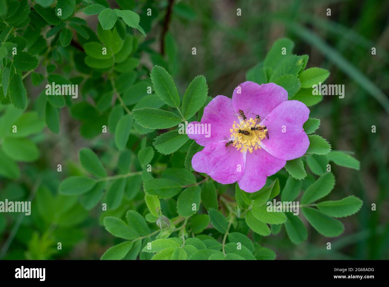 The wild rose with pollinator bees blooming at the Discovery Nature ...