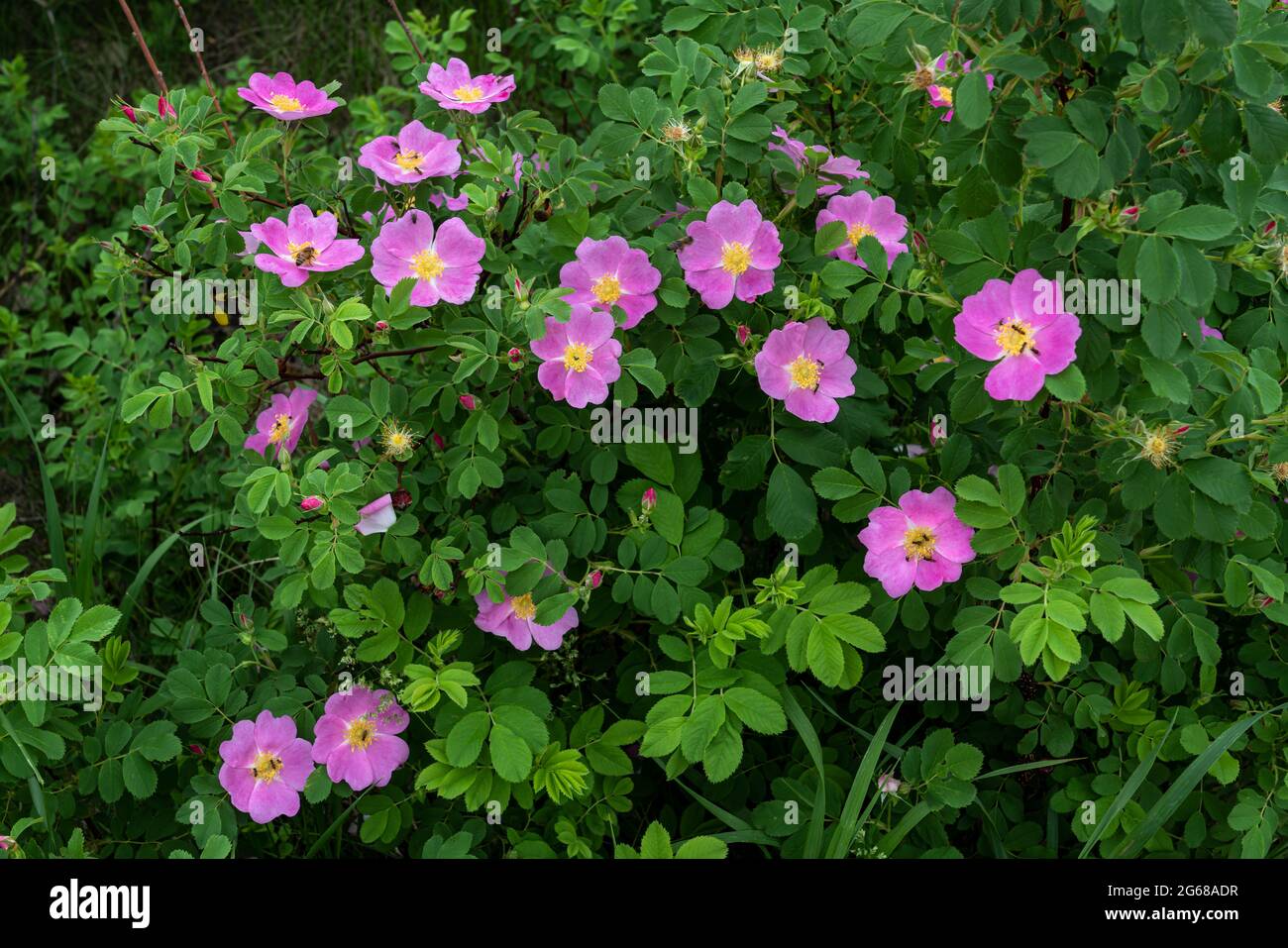 The wild rose with pollinator bees blooming at the Discovery Nature ...