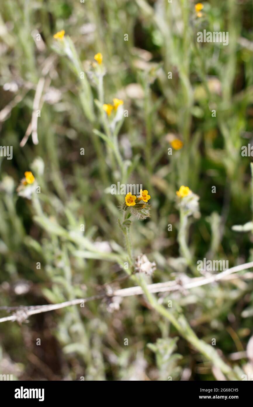 Scorpioid cyme inflorescences of Coast Fiddleneck, Amsinckia Menziesii, Boraginaceae, native in the Santa Monica Mountains, Springtime. Stock Photo