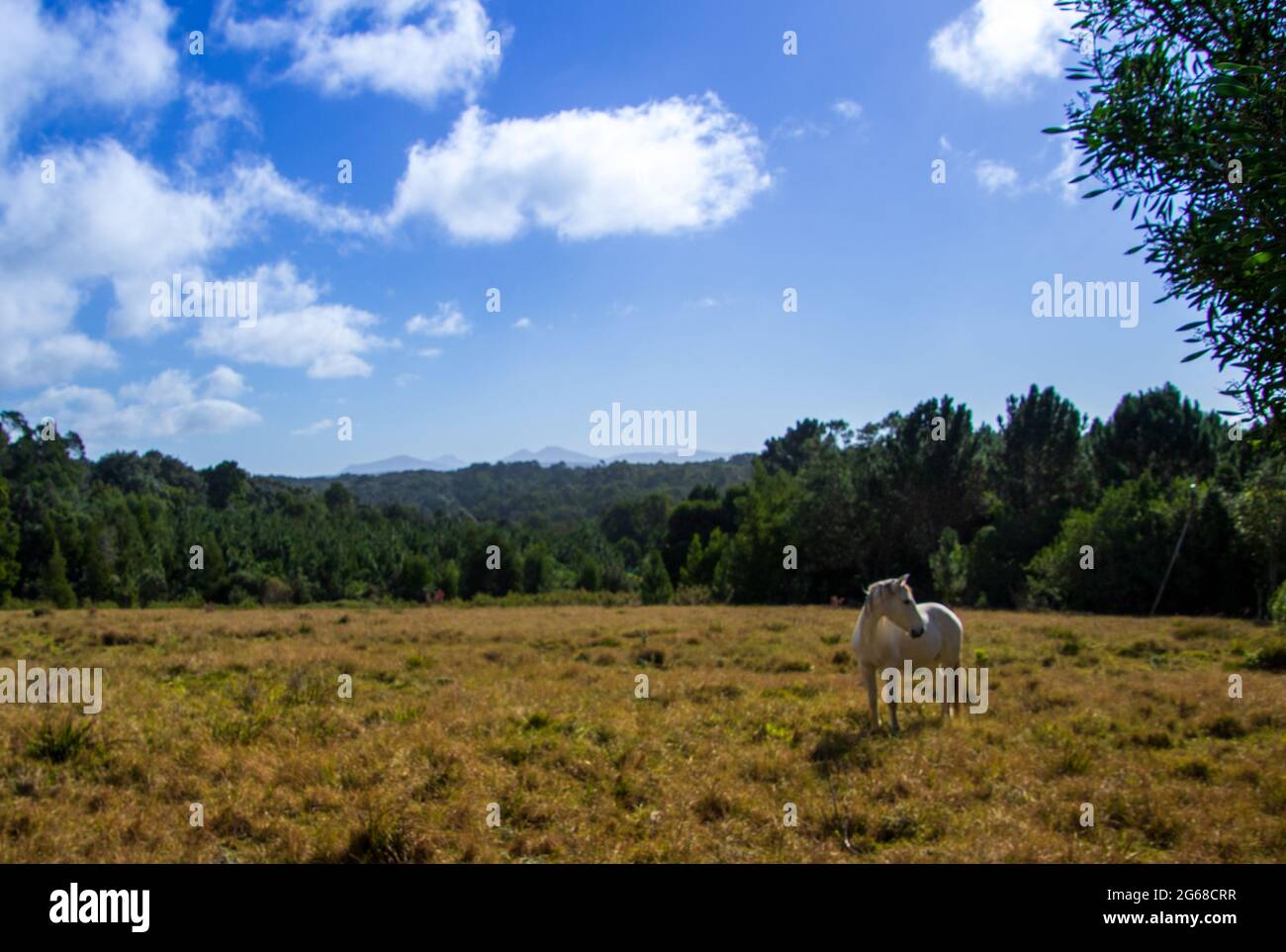 Itchy feet horse hires stock photography and images Alamy