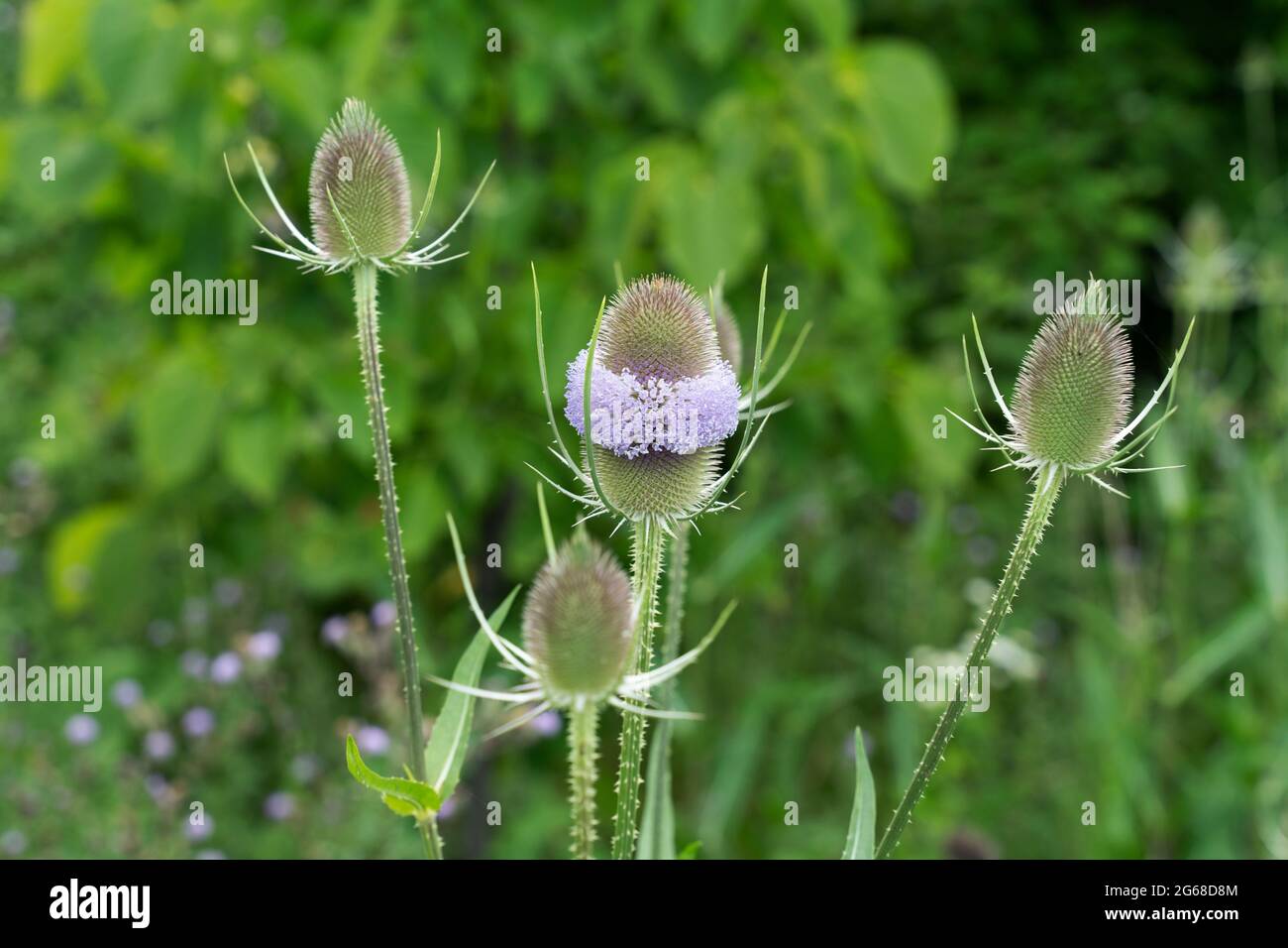 Teasels (Dipsacus fullonum) flowering  Fuller'sTeasel Stock Photo