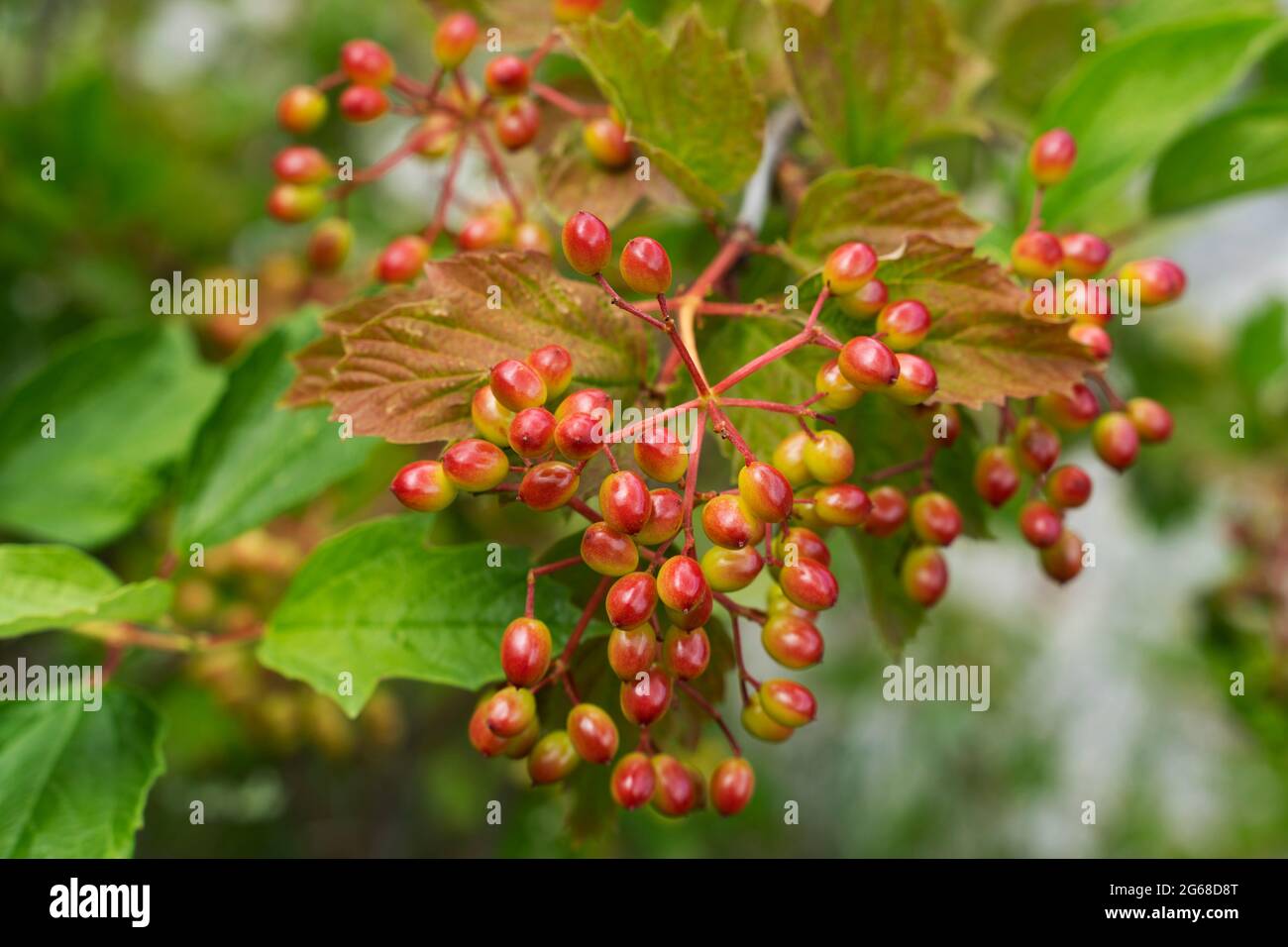Viburnum Berries ripening in Summer Stock Photo