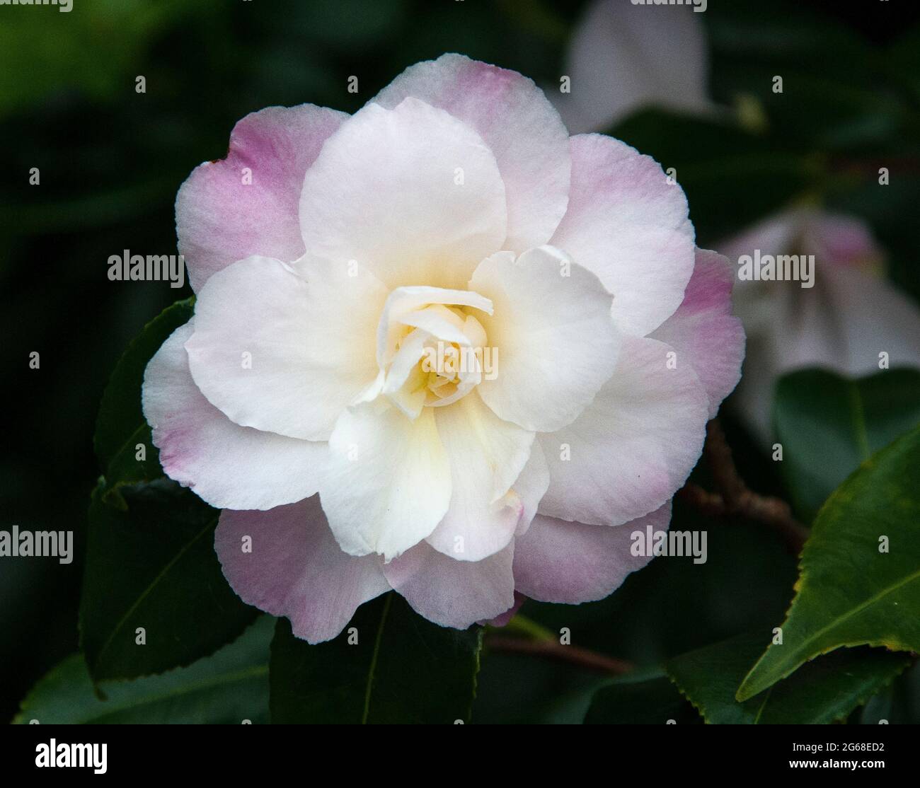 Camellia japonica flowering in a Melbourne garden, autumn/winter 2021 Stock Photo