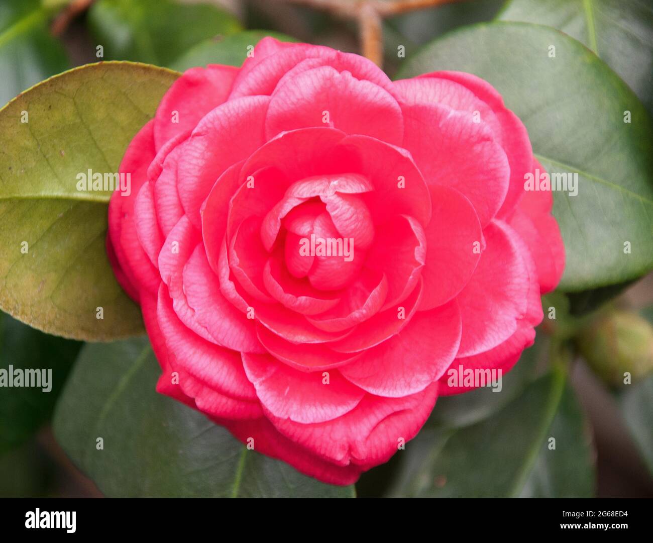 Camellia japonica flowering in a Melbourne garden, autumn/winter 2021 Stock Photo