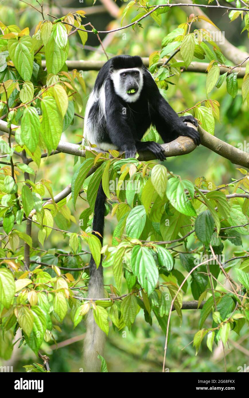 UGANDA. NATIONAL PARK OF BWINDI. COLOBUS MONKEY EATING LEAVES IN THE FOREST OF BWINDI. Stock Photo