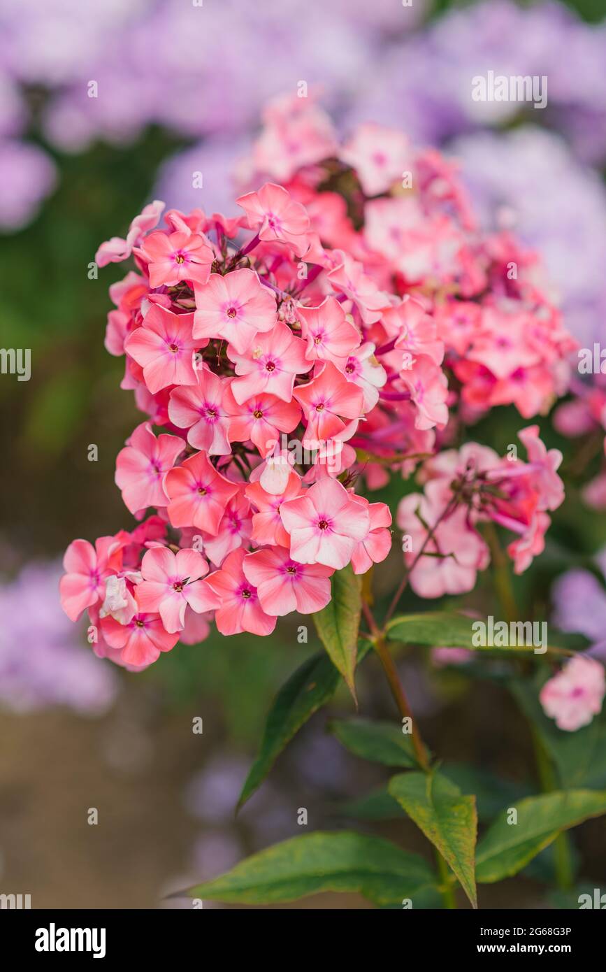 Pink flowers of phlox paniculata in the garden bloom in summer. Close ...