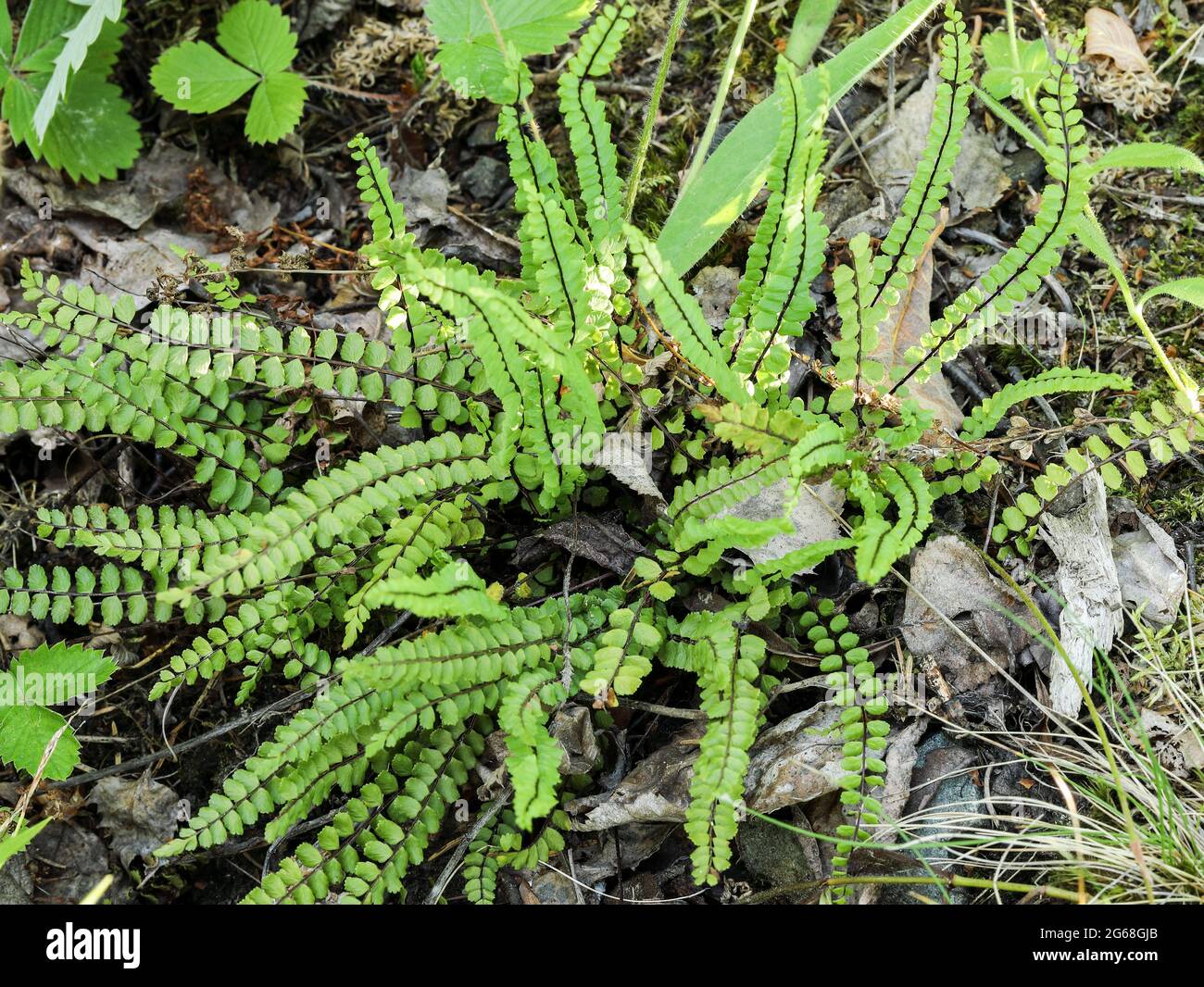 Maidenhair spleenwort (Asplenium trichomanes) Stock Photo