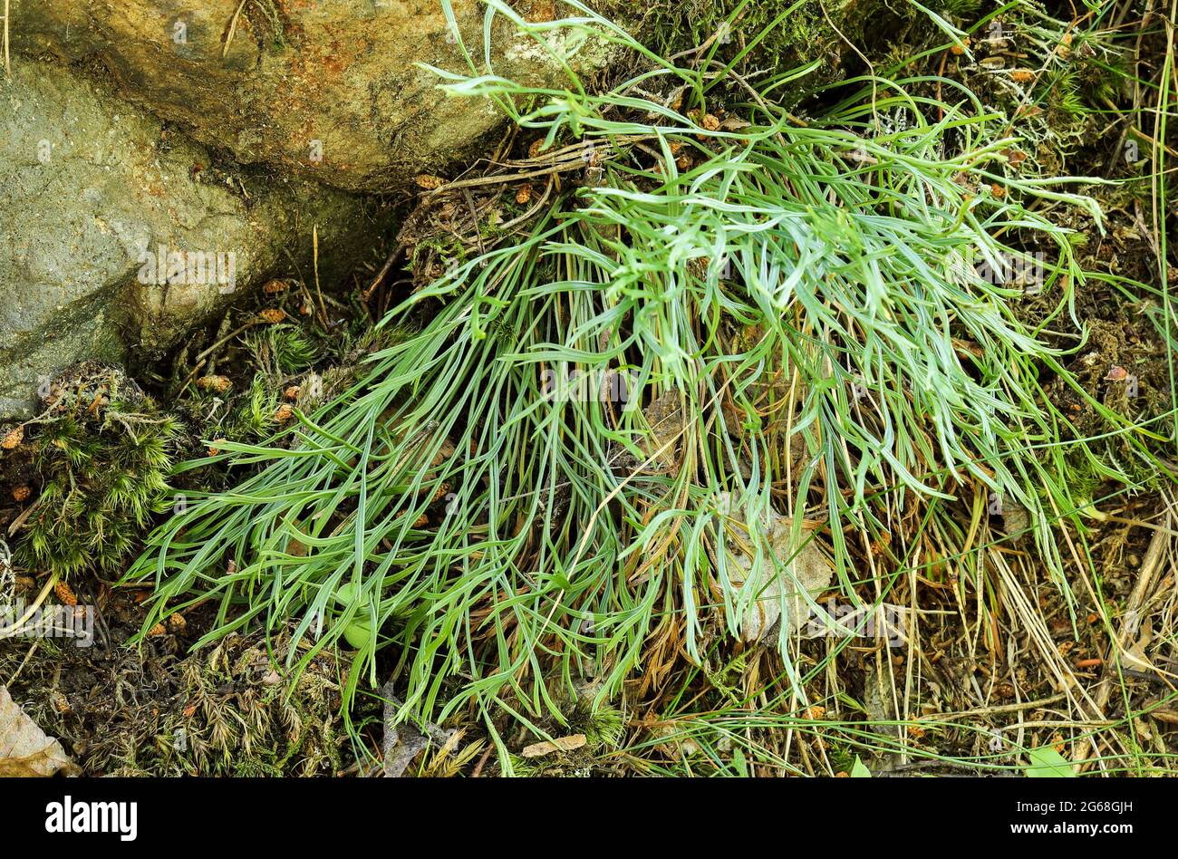 Forbes spleenwort (Asplenium septentrionale) Stock Photo