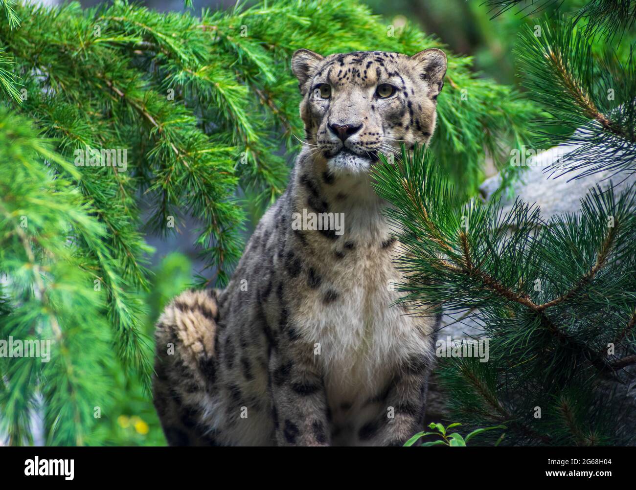 sitting Snow leopard in Zoo Leipzig Stock Photo
