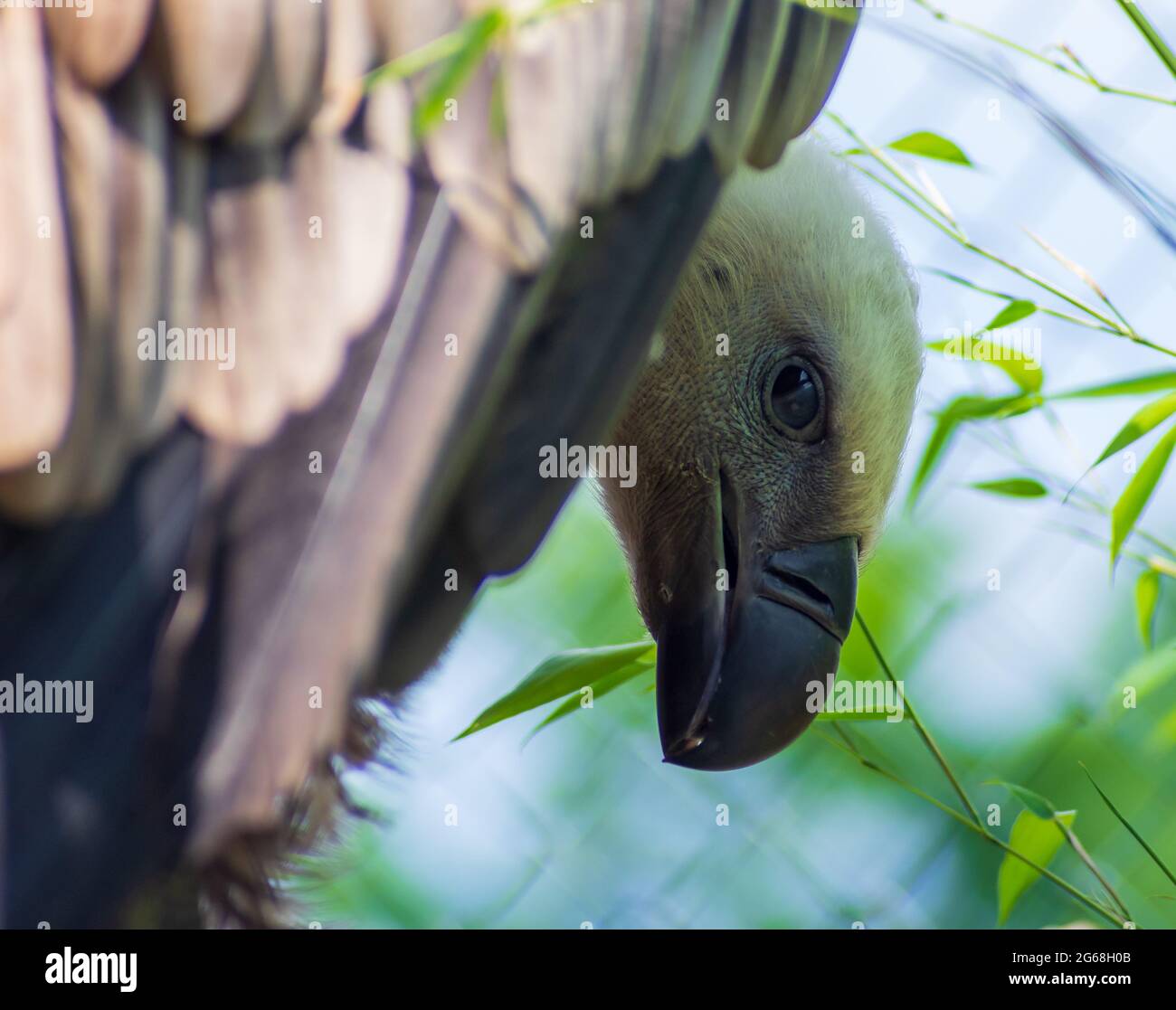 Griffon vulture (Gyps fulvus) looking angrily at camera Stock Photo