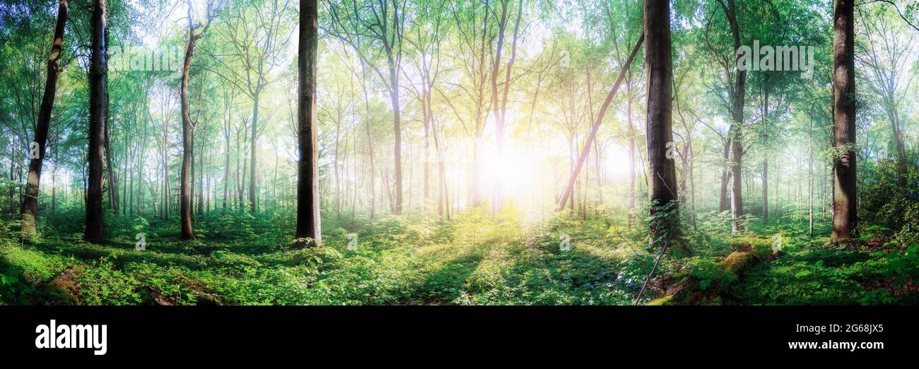 Fresh morning in a sparse green forest in Germany. With the bright morning sun shining through the trees. Stock Photo