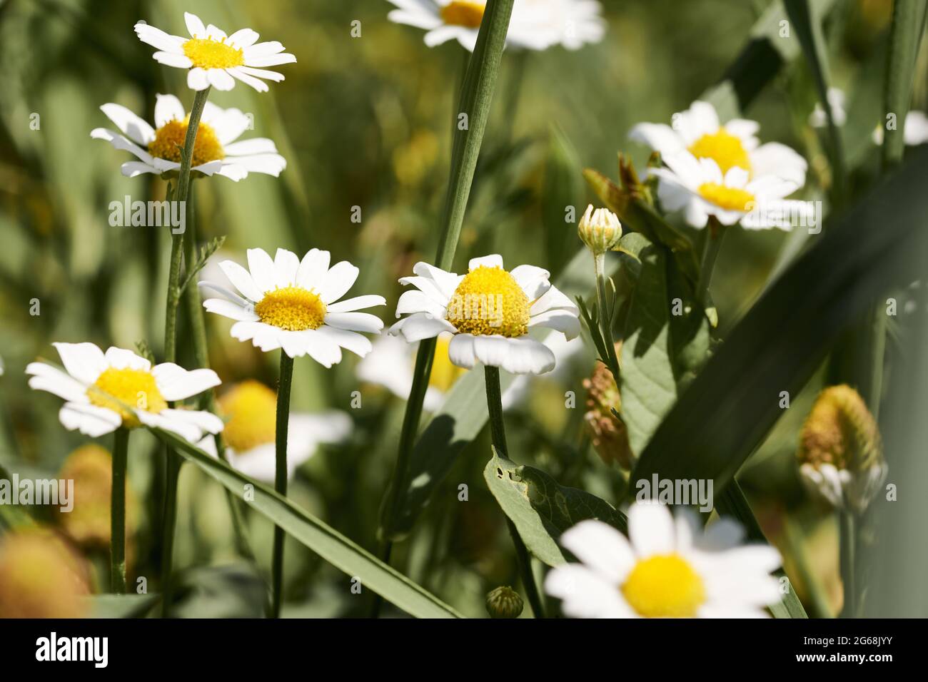 Daisy flowers in green meadow, close-up of Bellis perennis, camomile. Stock Photo