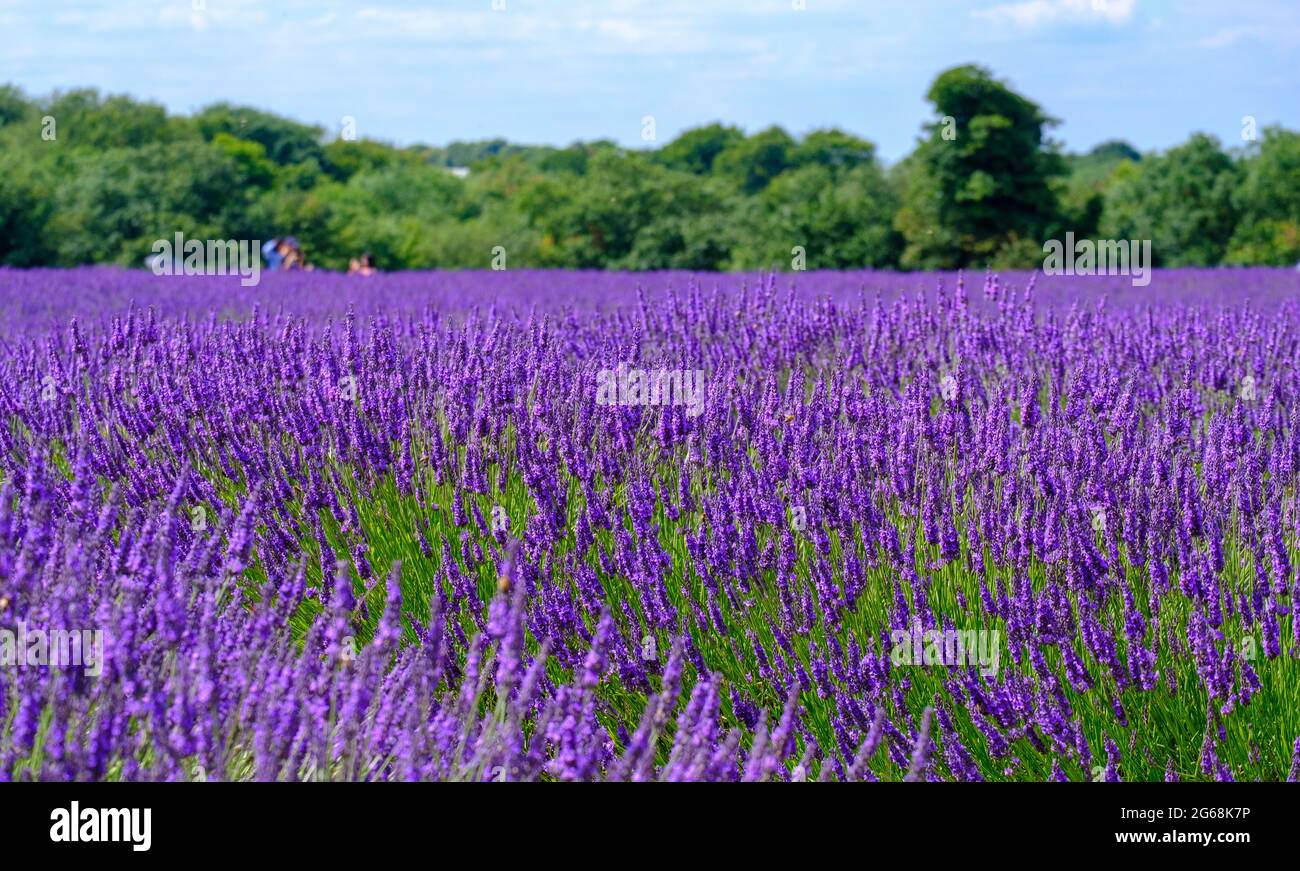 Lavender in full bloom, growing in a field with blue sky and trees in background. Stock Photo