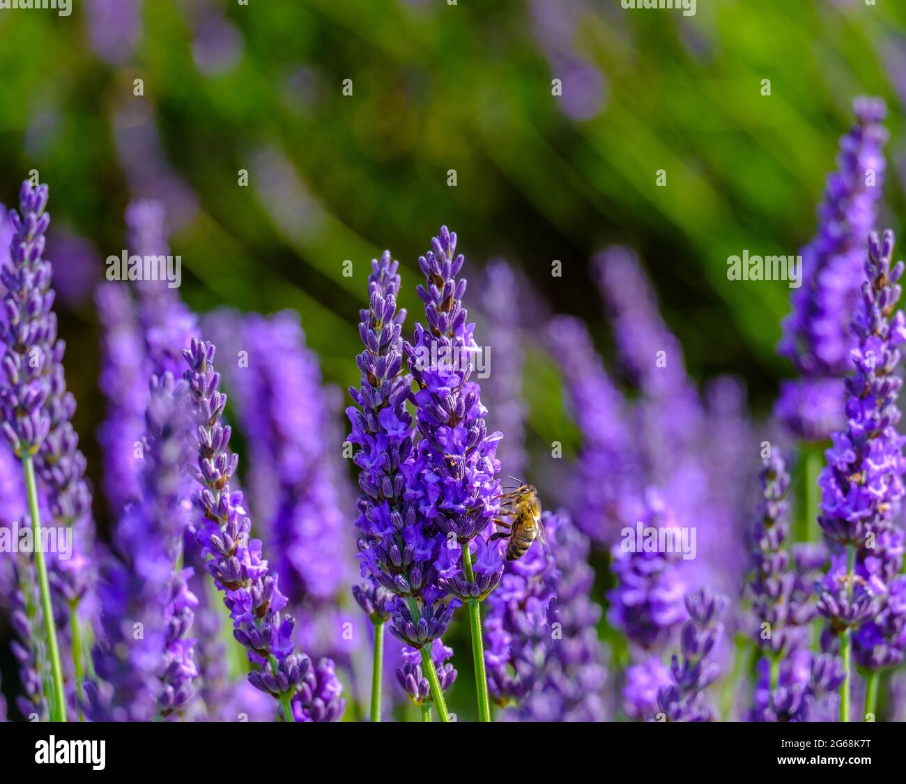 Close up of lavender flowers in full bloom and a honey bee. Stock Photo