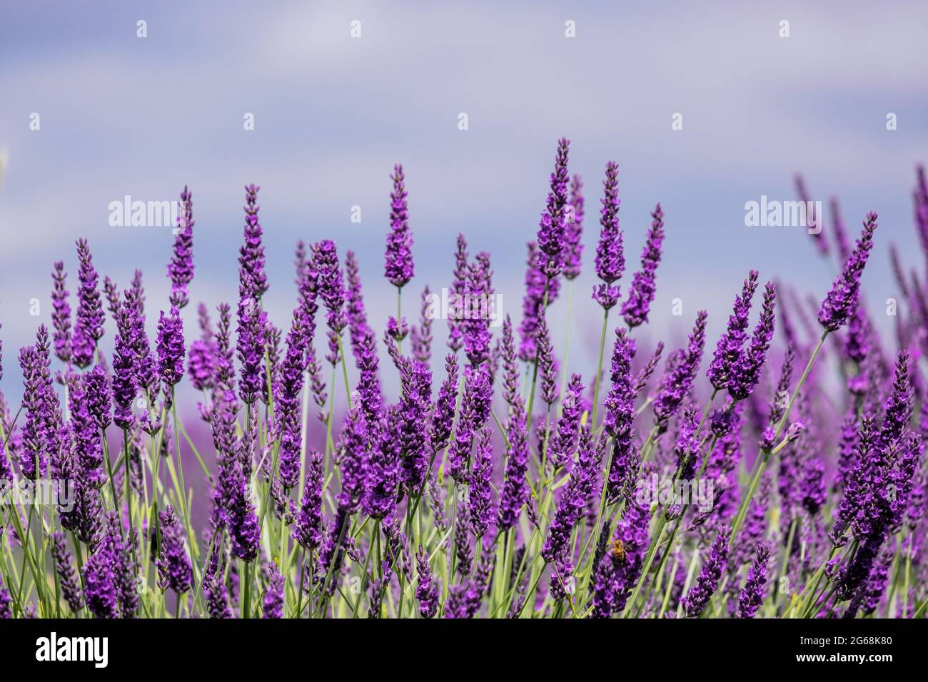 Close up of lavender flowers in full bloom and blue sky. Stock Photo