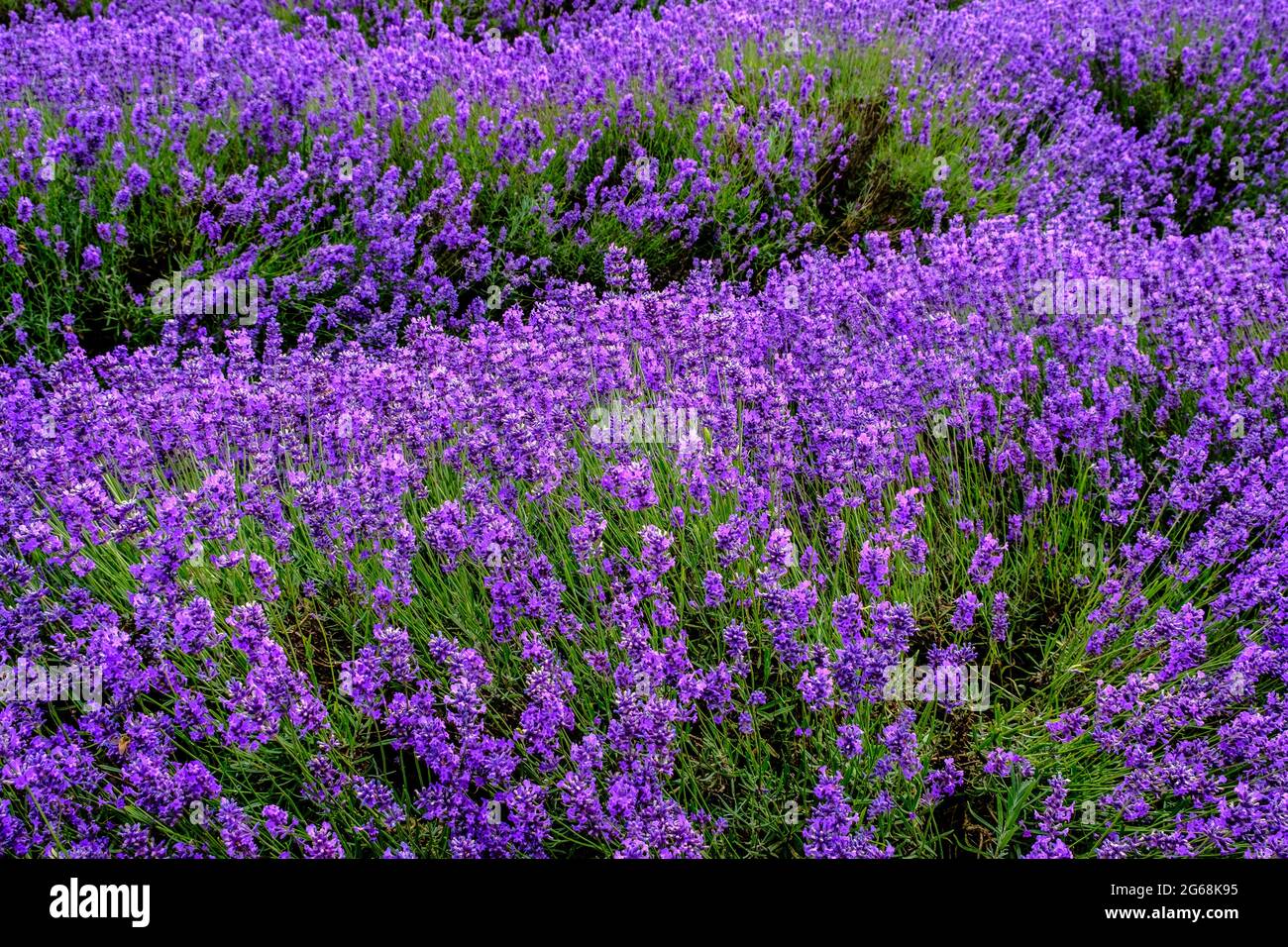 Lavender in full bloom, growing in a field. Stock Photo