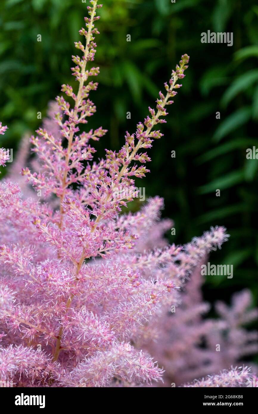 Pink small astilba flowers close-up. Delicate pink background blurred. selective focus. High quality photo Stock Photo