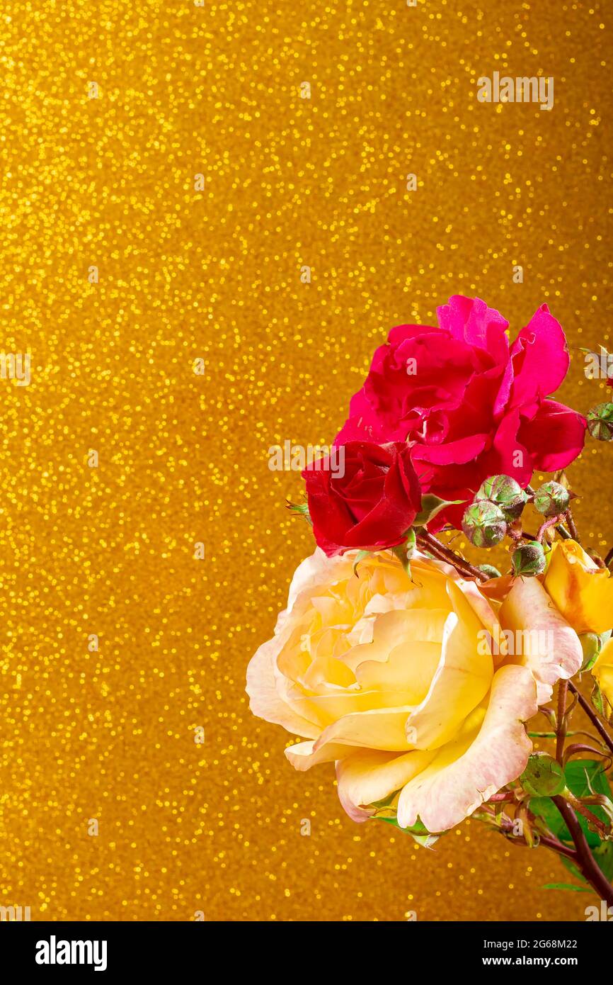 Photo of some beautiful natural red and yellow roses on a textured gold colored background.The photography has copy space to make a design to our liki Stock Photo