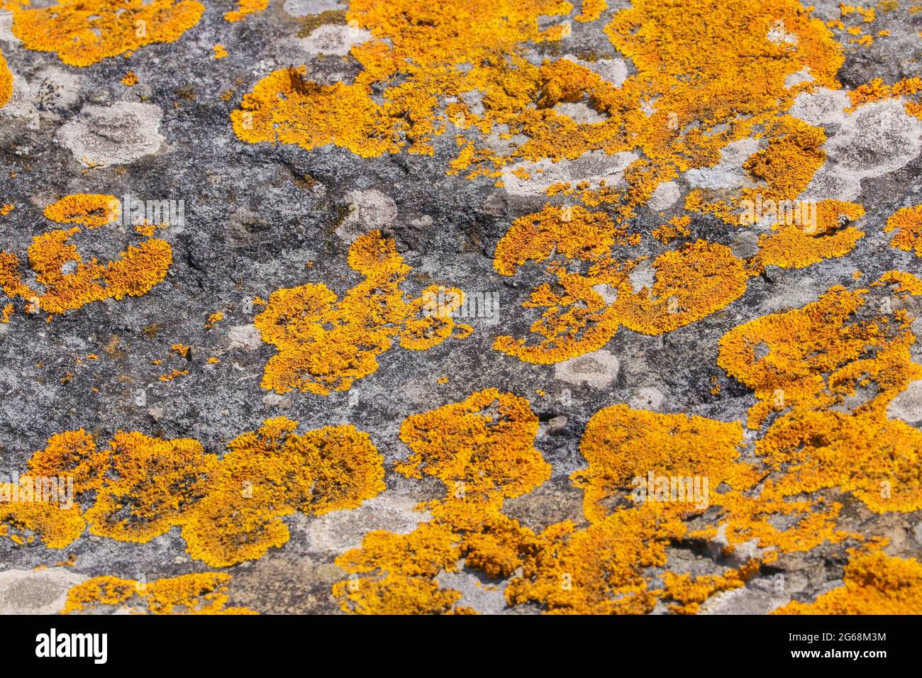 A mass of yellow lichen, Xanthoria parietina, growing on rocks. Stock Photo