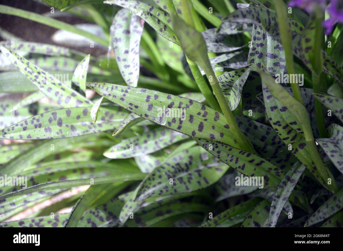 Common Spotted Orchid 'Dactylorhiza fuchsii' Leaves Grown in the Alpine House at RHS Garden Harlow Carr, Harrogate, Yorkshire, UK. Stock Photo
