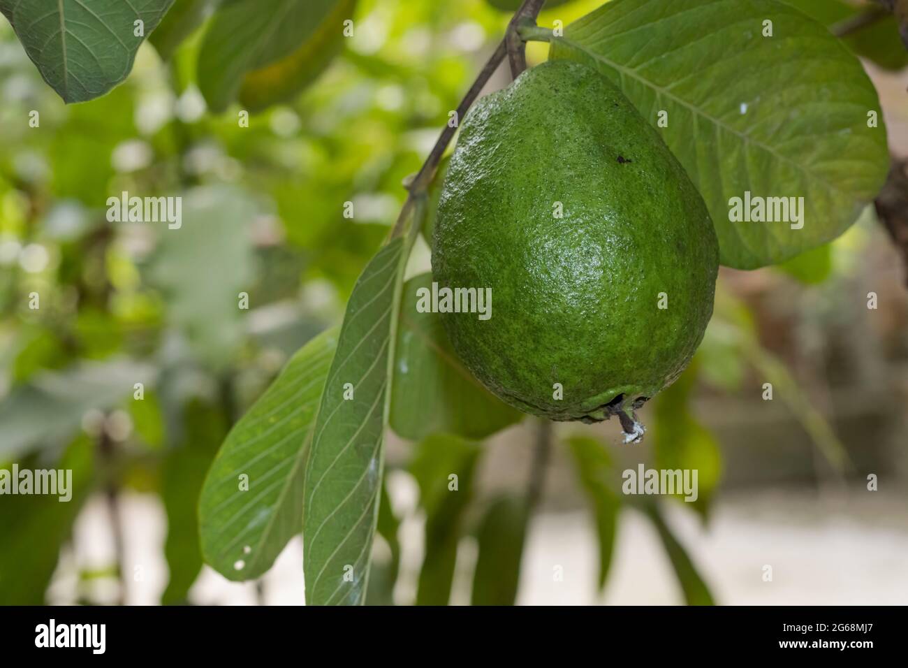 Organic green guava fruit growing on the tree close up Stock Photo - Alamy
