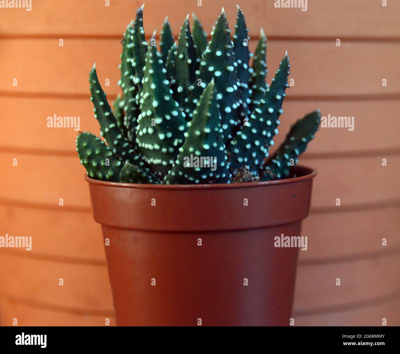 Haworthia Attenuata (Zebra Haworthia) Cactus Grown in a Flowerpot. Stock Photo